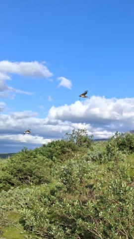 svarfadardalur-birds