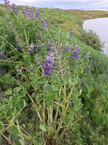 svarfadardalur-flora